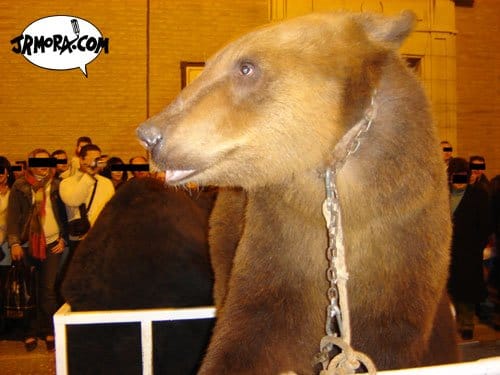 El oso que me habló