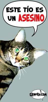 gato-postea-blog.jpg