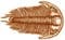 trilobites